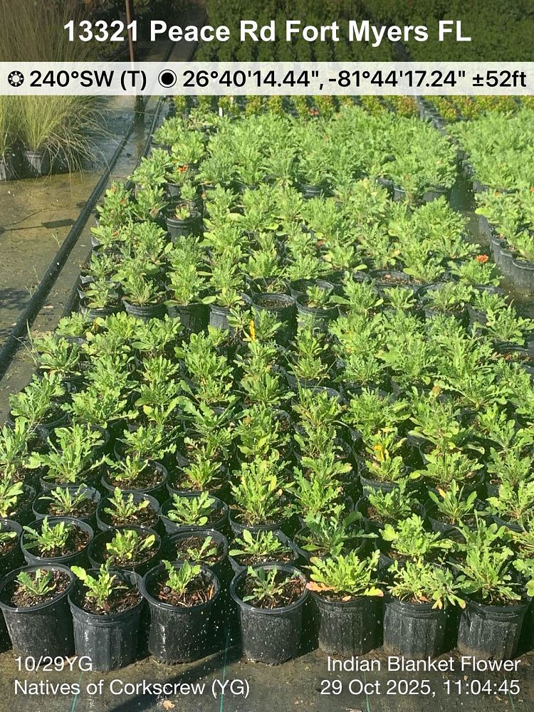 gaillardia-pulchella-indian-blanket-flower