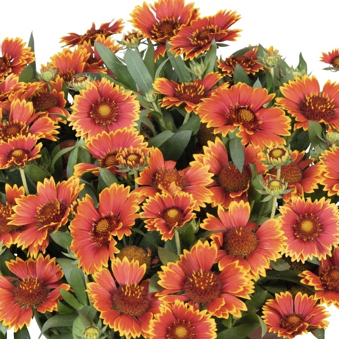 gaillardia-spintop-orange-halo-gaillardia-indian-blanket-blanket-flower