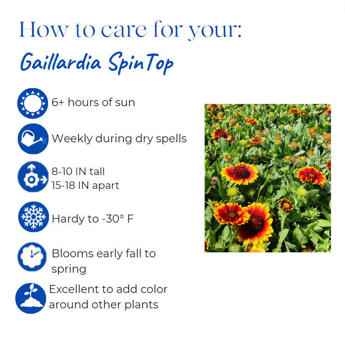 gaillardia-spintop-orange-halo-gaillardia-indian-blanket-blanket-flower