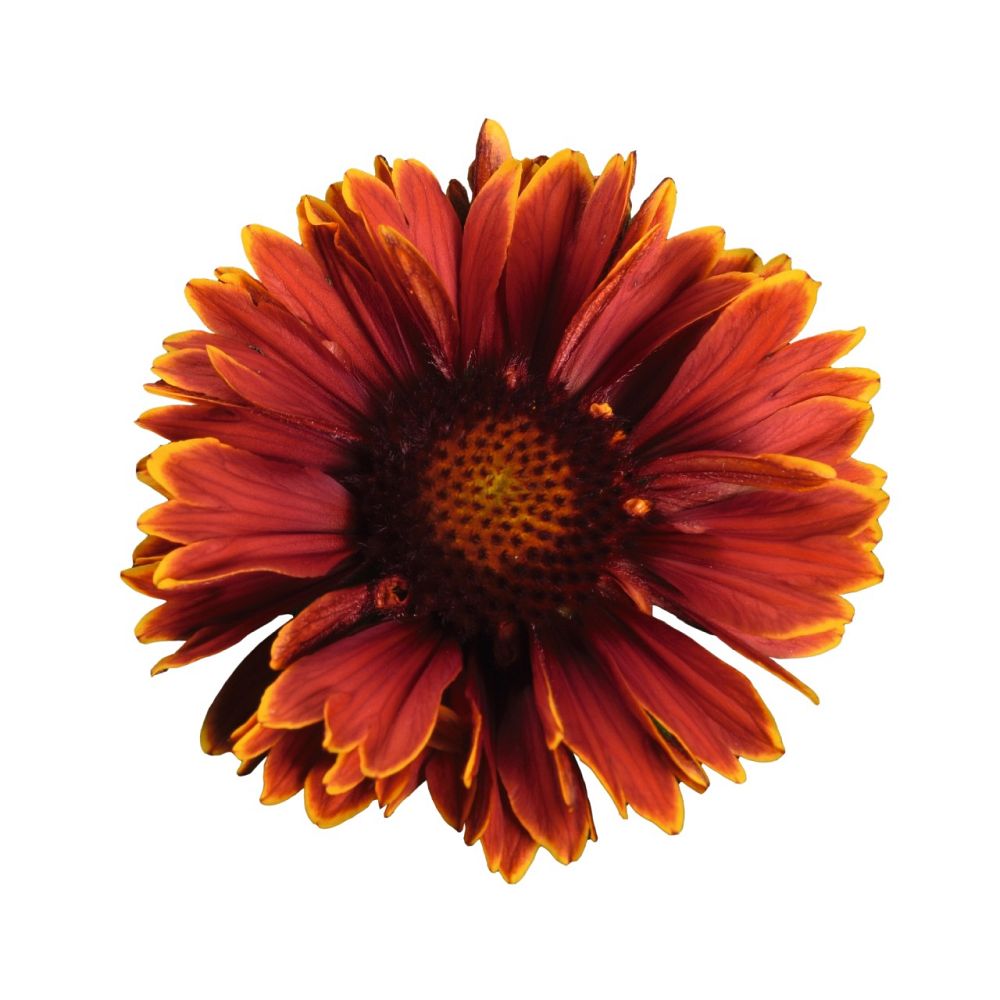 gaillardia-spintop-yellow-touch-gaillardia-indian-blanket-blanket-flower