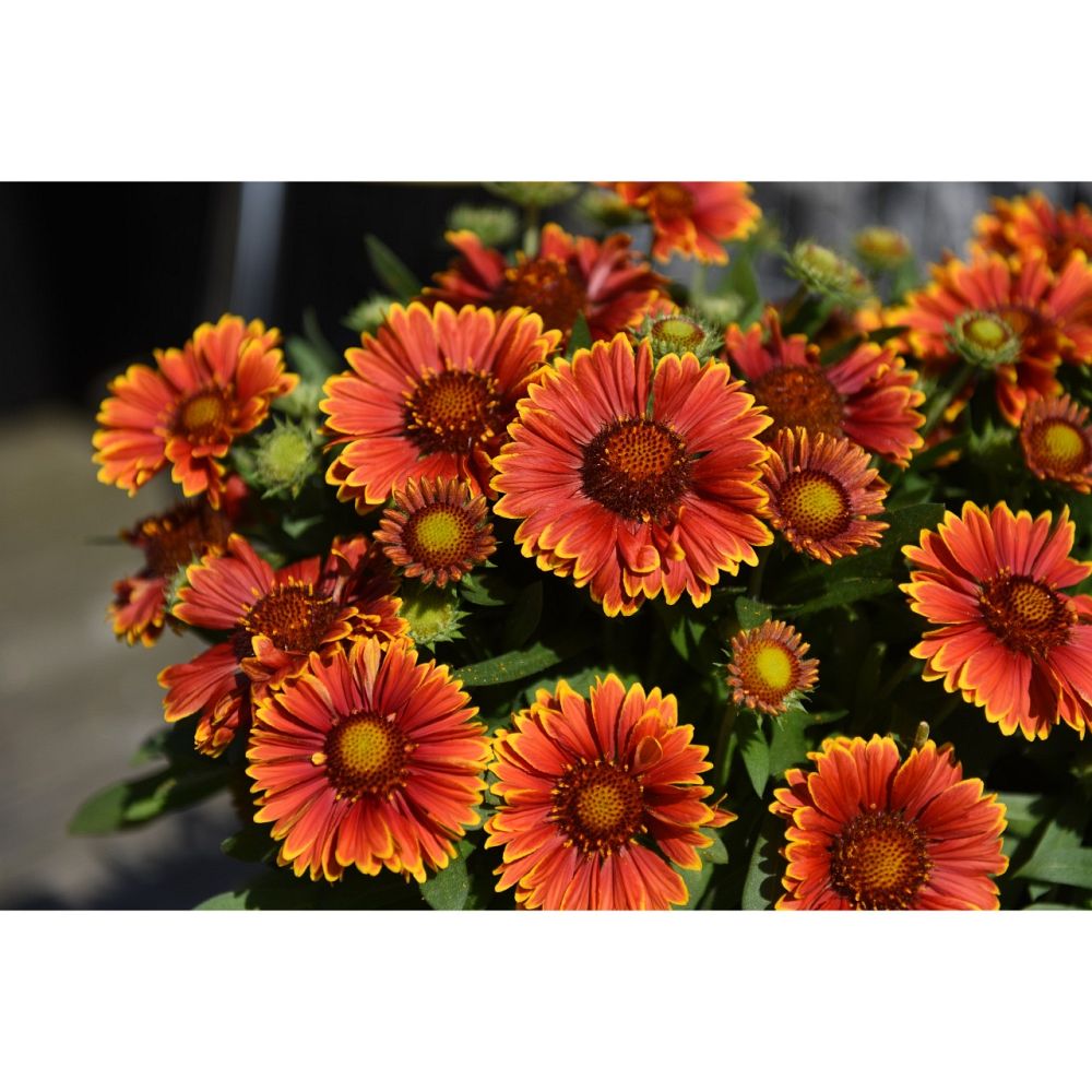 gaillardia-spintop-yellow-touch-gaillardia-indian-blanket-blanket-flower