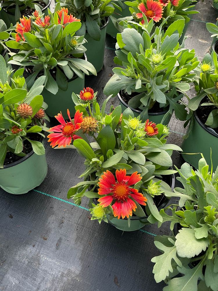 gaillardia-spintop-yellow-touch-gaillardia-indian-blanket-blanket-flower