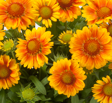 gaillardia-x-grandiflora-mesa-bright-bicolor-blanket-flower