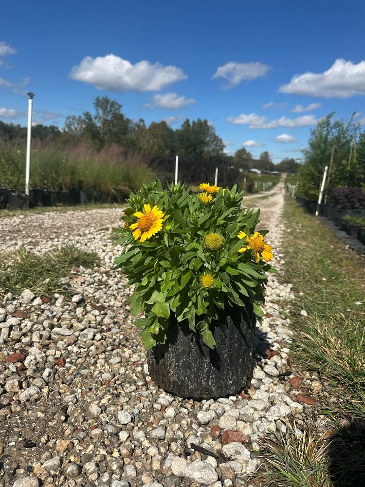 gaillardia-x-grandiflora-mesa-peach-gaillardia-indian-blanket-blanket-flower