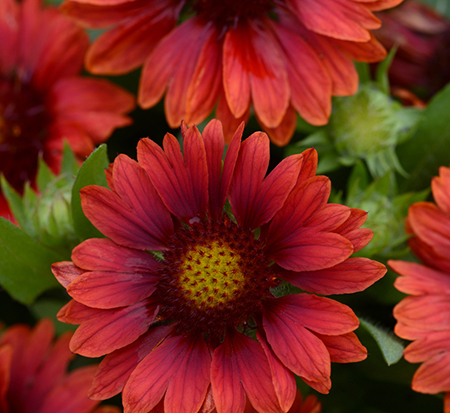 gaillardia-x-grandiflora-mesa-red-gaillardia-indian-blanket-blanket-flower
