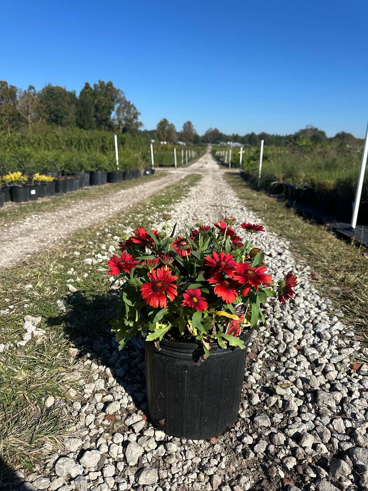gaillardia-x-grandiflora-mesa-red-gaillardia-indian-blanket-blanket-flower