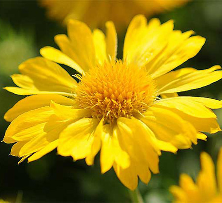 gaillardia-x-grandiflora-mesa-yellow-gaillardia-indian-blanket-blanket-flower