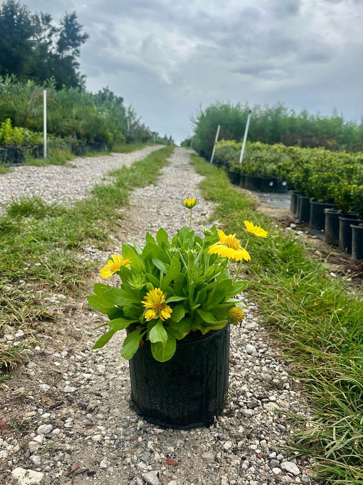gaillardia-x-grandiflora-mesa-yellow-gaillardia-indian-blanket-blanket-flower