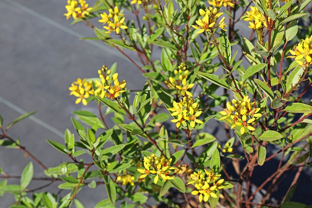 galphimia-brasiliensis-thryallis