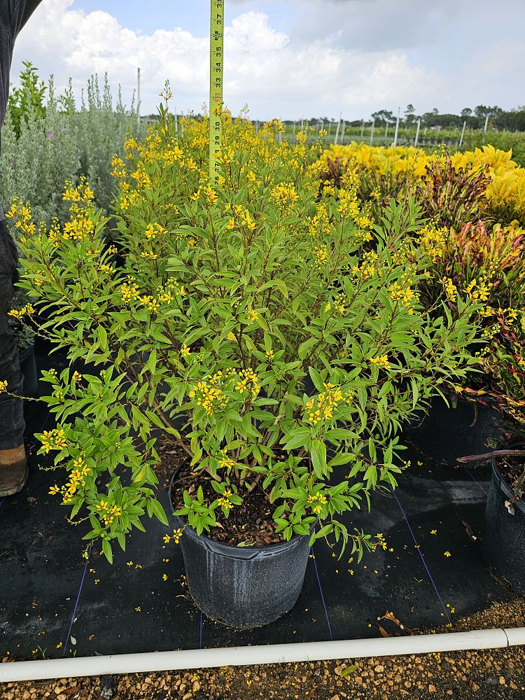galphimia-brasiliensis-thryallis