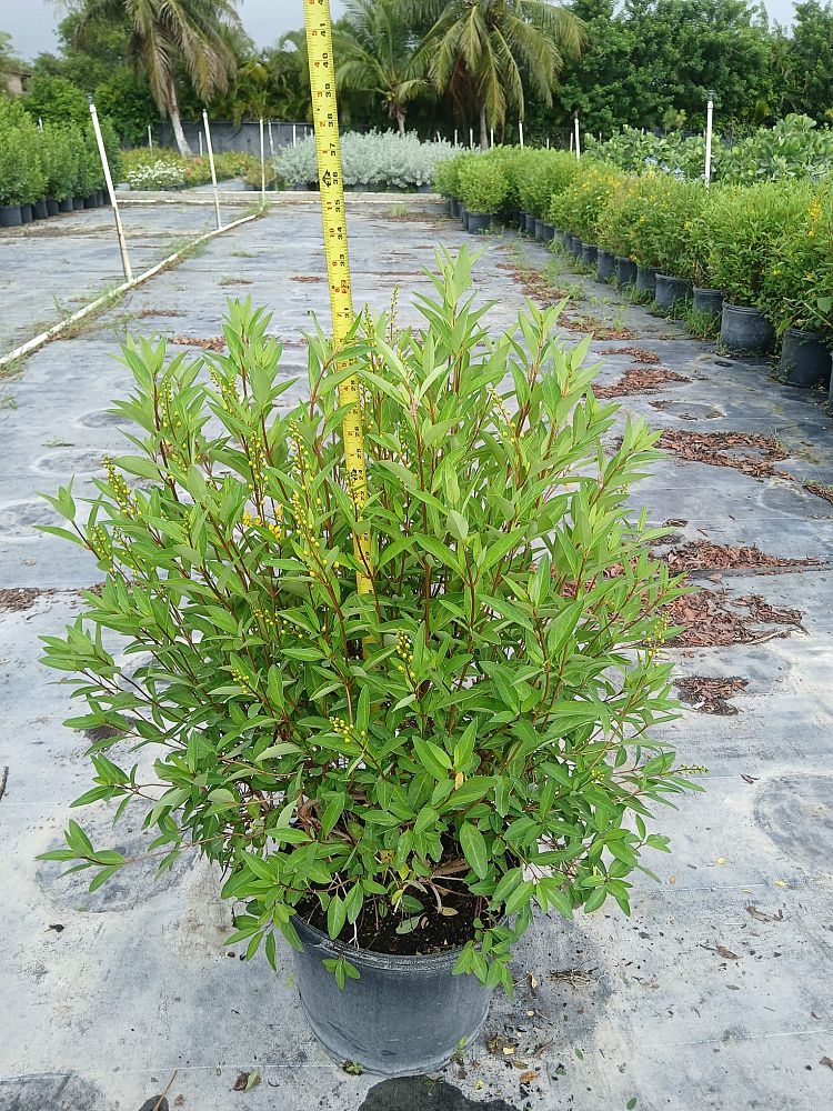 galphimia-brasiliensis-thryallis