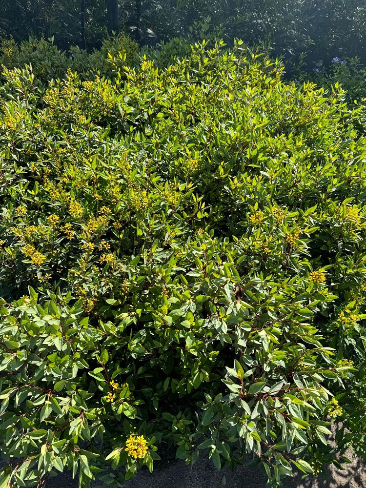 galphimia-brasiliensis-thryallis