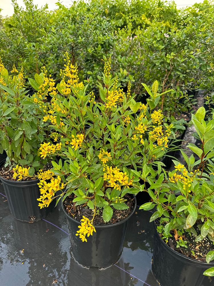 galphimia-brasiliensis-thryallis