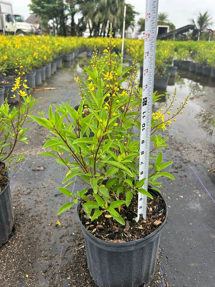 galphimia-brasiliensis-thryallis