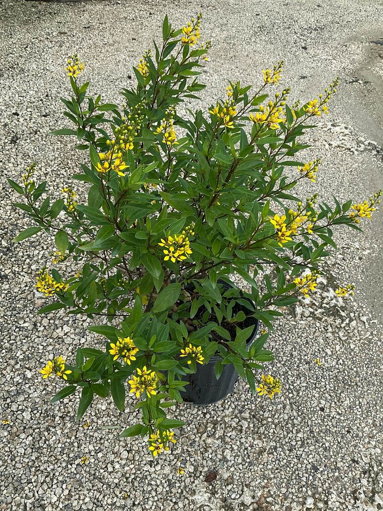 galphimia-brasiliensis-thryallis