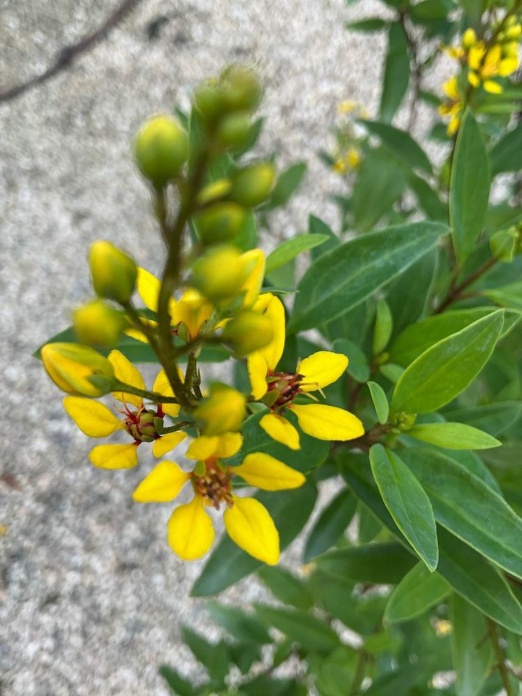 galphimia-brasiliensis-thryallis