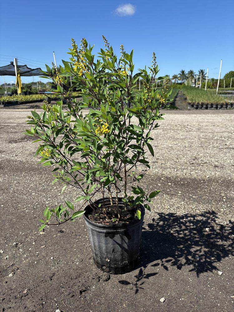 galphimia-brasiliensis-thryallis