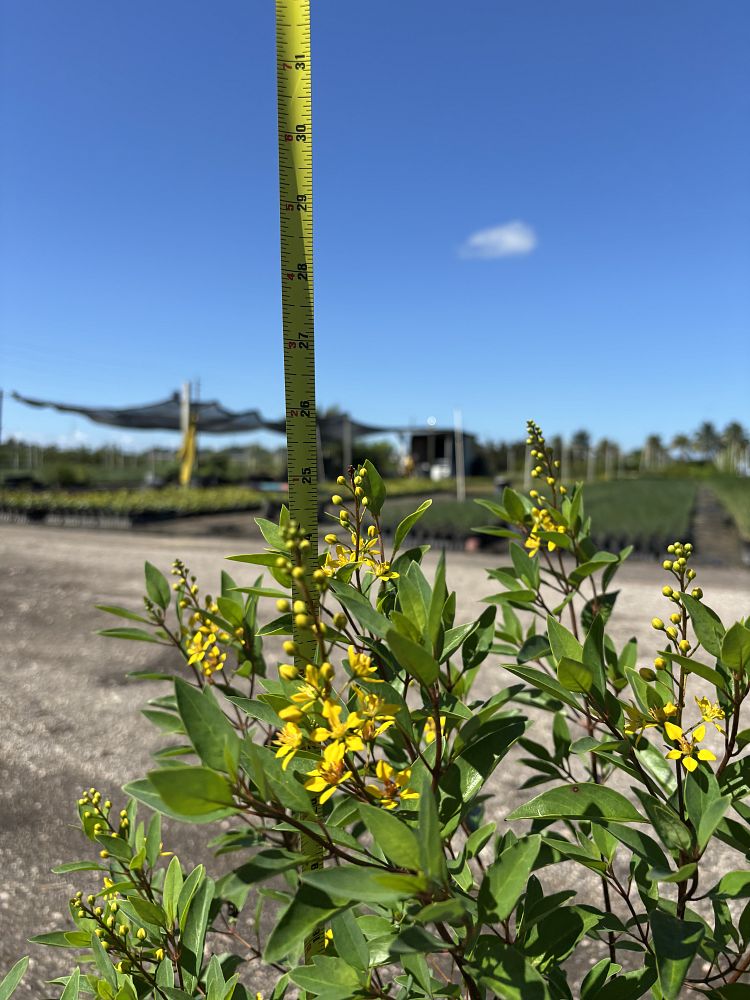 galphimia-brasiliensis-thryallis