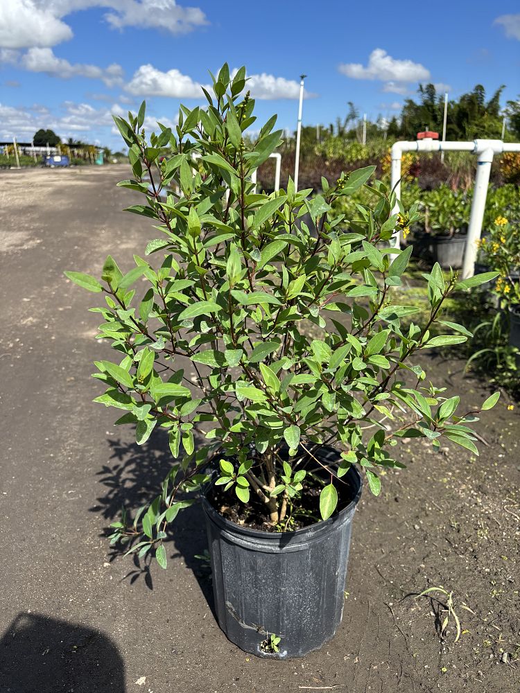 galphimia-brasiliensis-thryallis