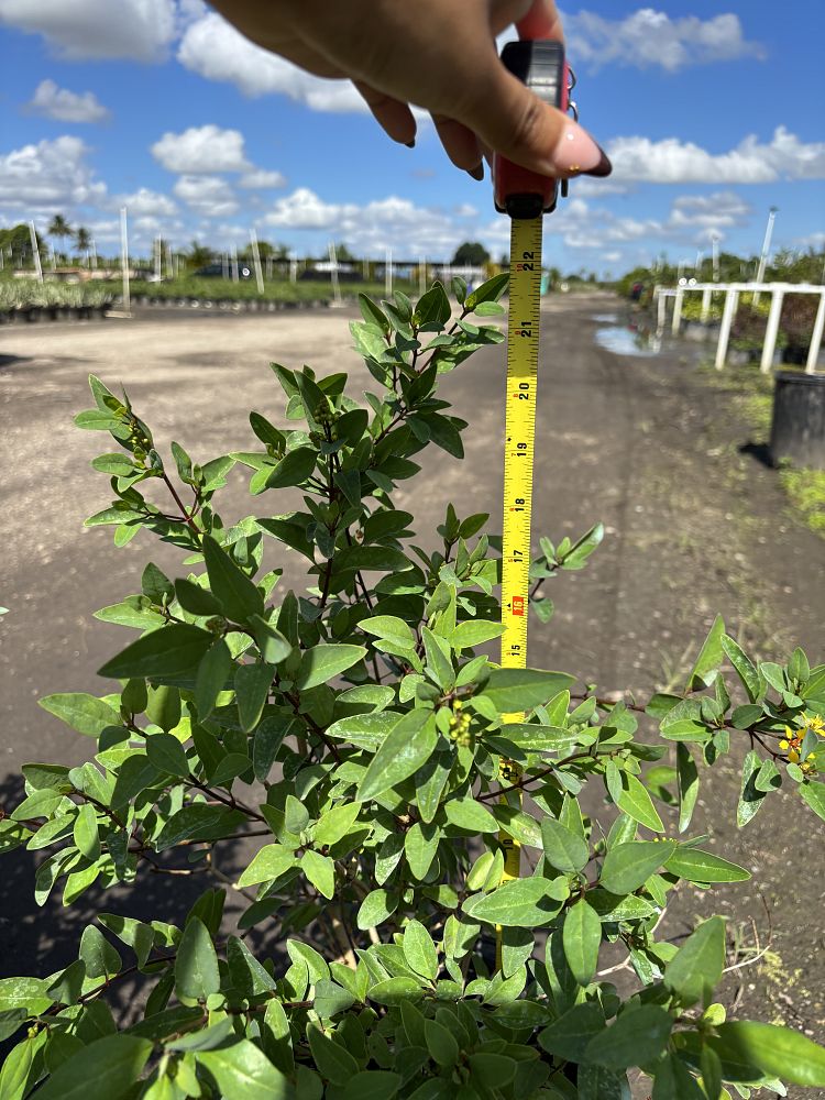 galphimia-brasiliensis-thryallis