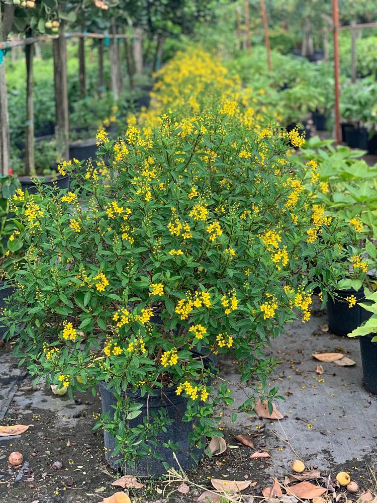 galphimia-glauca-gold-shower-galphimia-gracilis-shower-of-gold-golden-thryallis-thryallis-glauca