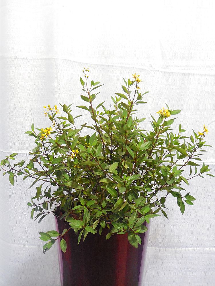 galphimia-glauca-gold-shower-galphimia-gracilis-shower-of-gold-golden-thryallis-thryallis-glauca