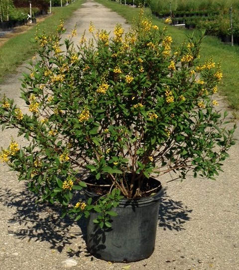 galphimia-glauca-gold-shower-galphimia-gracilis-shower-of-gold-golden-thryallis-thryallis-glauca