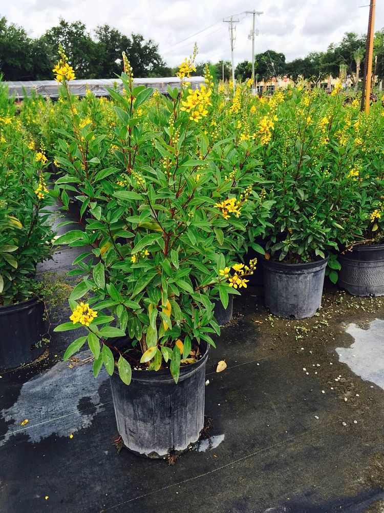 galphimia-glauca-gold-shower-galphimia-gracilis-shower-of-gold-golden-thryallis-thryallis-glauca