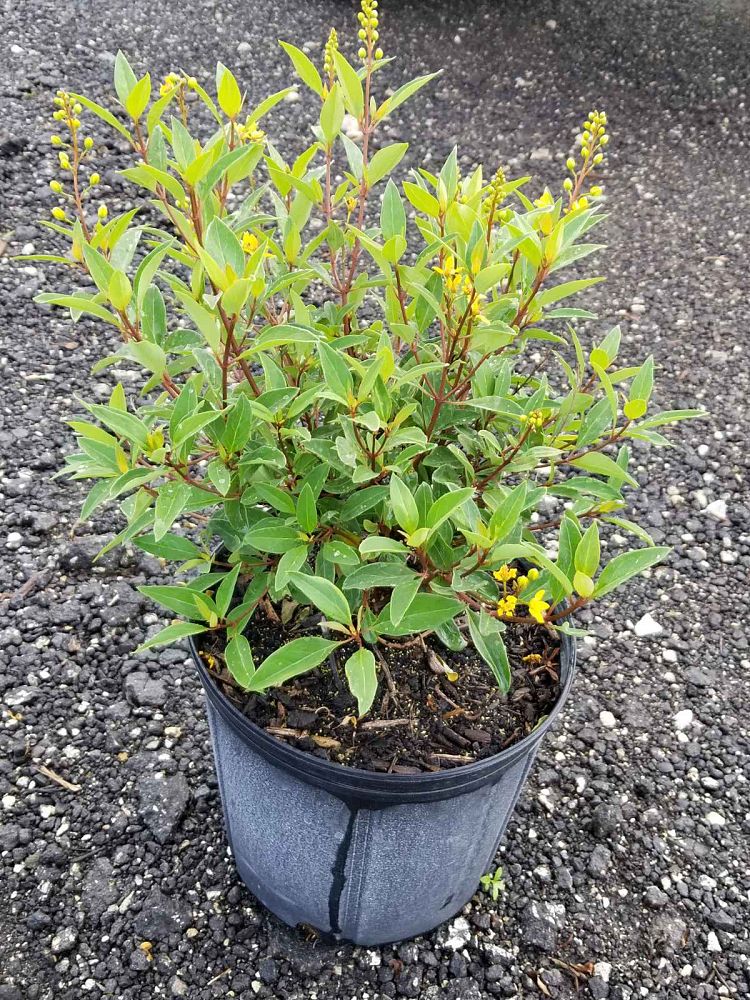 galphimia-glauca-gold-shower-galphimia-gracilis-shower-of-gold-golden-thryallis-thryallis-glauca