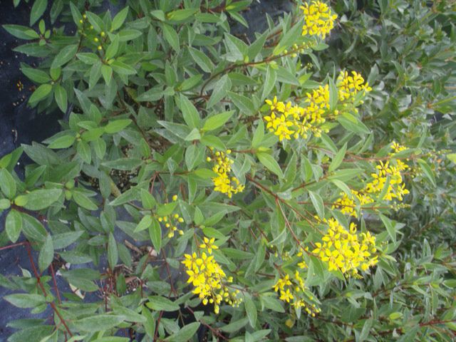 galphimia-glauca-gold-shower-galphimia-gracilis-shower-of-gold-golden-thryallis-thryallis-glauca