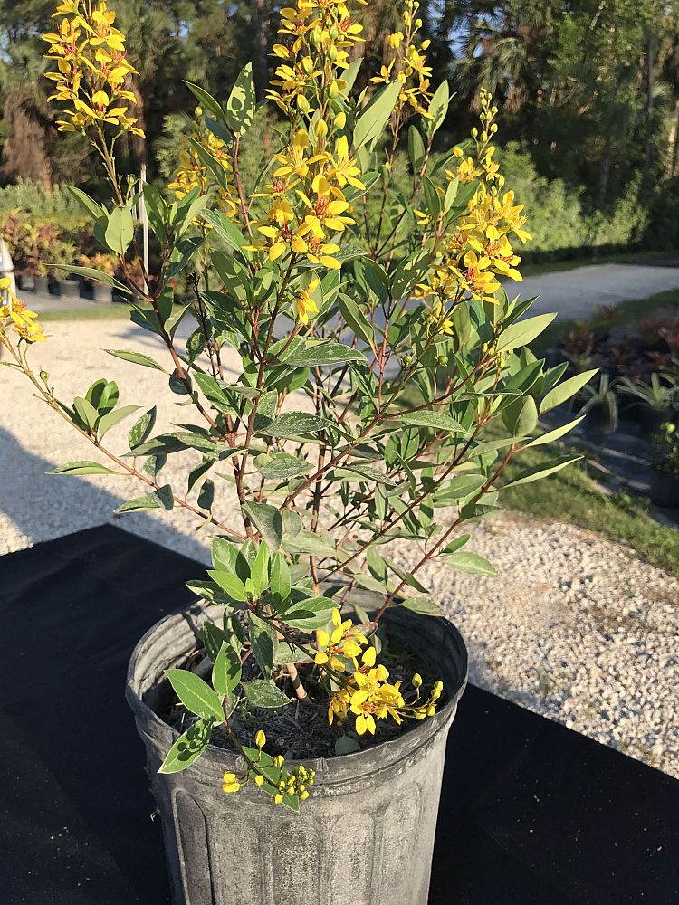 galphimia-glauca-gold-shower-galphimia-gracilis-shower-of-gold-golden-thryallis-thryallis-glauca