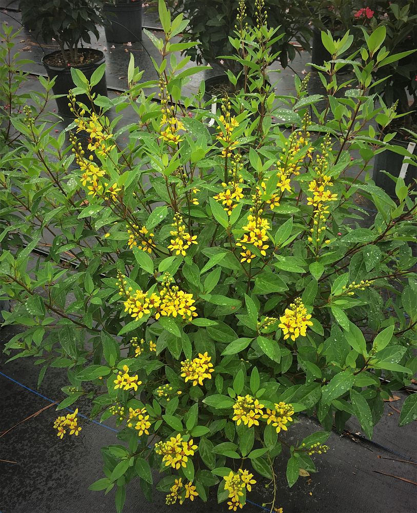 galphimia-glauca-gold-shower-galphimia-gracilis-shower-of-gold-golden-thryallis-thryallis-glauca
