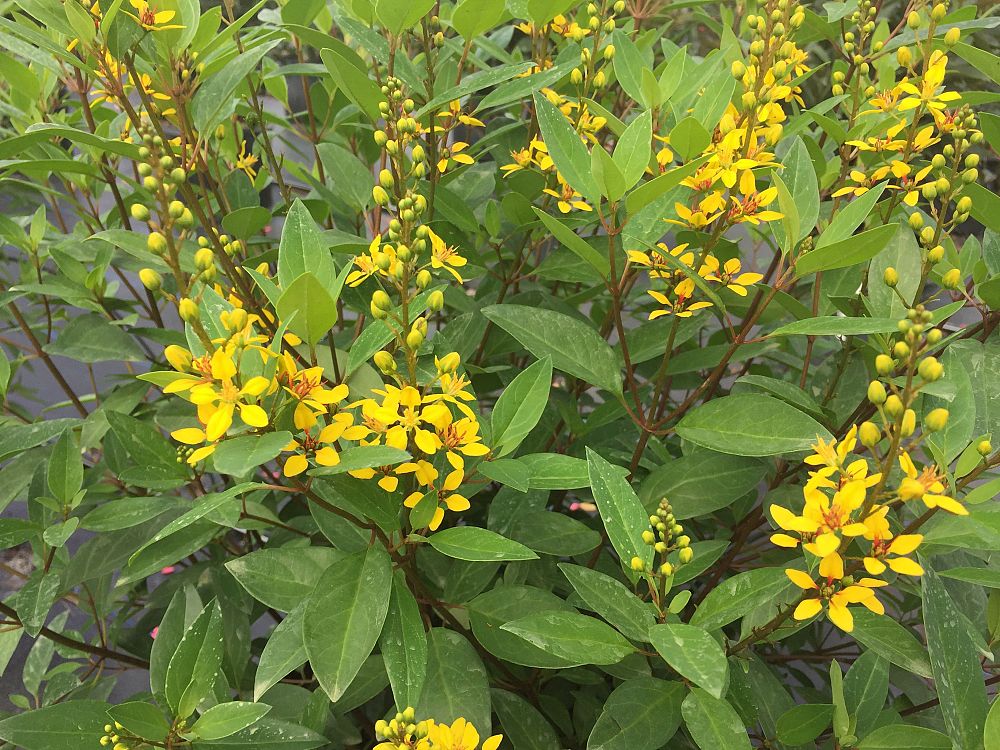 galphimia-glauca-gold-shower-galphimia-gracilis-shower-of-gold-golden-thryallis-thryallis-glauca