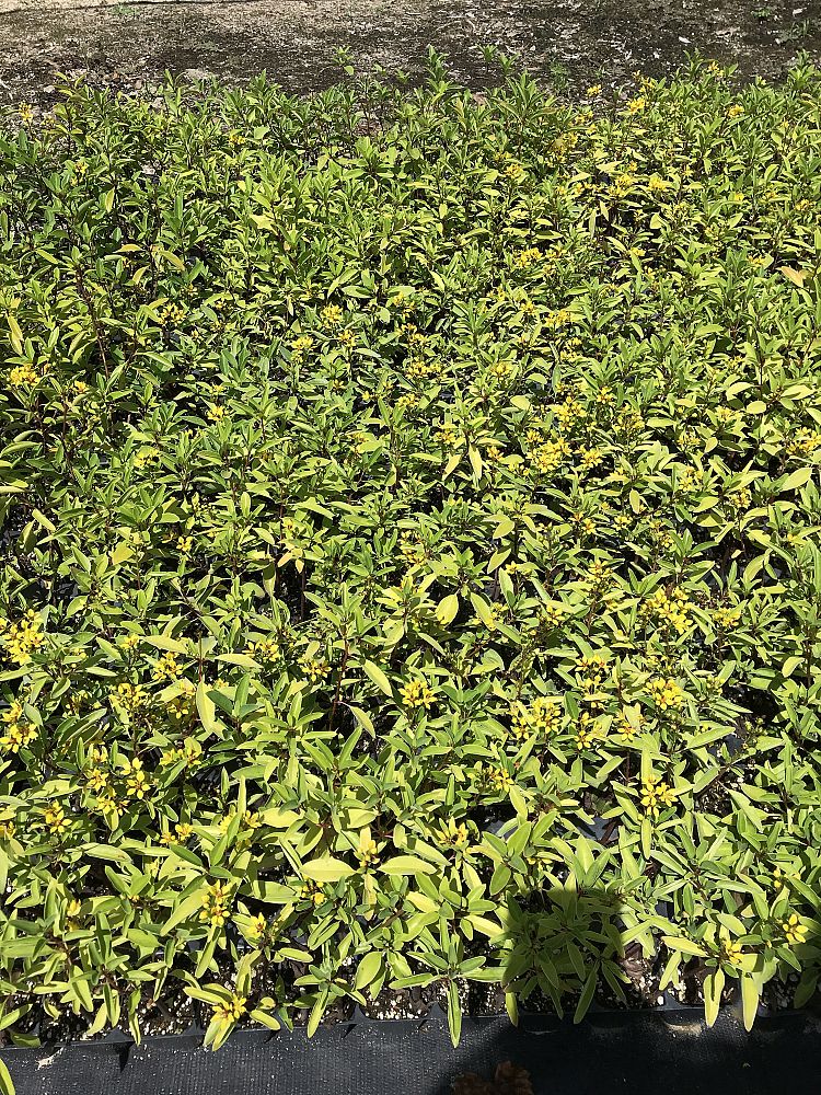 galphimia-glauca-gold-shower-galphimia-gracilis-shower-of-gold-golden-thryallis-thryallis-glauca