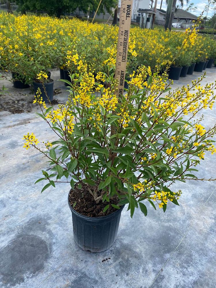 galphimia-glauca-gold-shower-galphimia-gracilis-shower-of-gold-golden-thryallis-thryallis-glauca