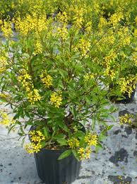 galphimia-glauca-gold-shower-galphimia-gracilis-shower-of-gold-golden-thryallis-thryallis-glauca