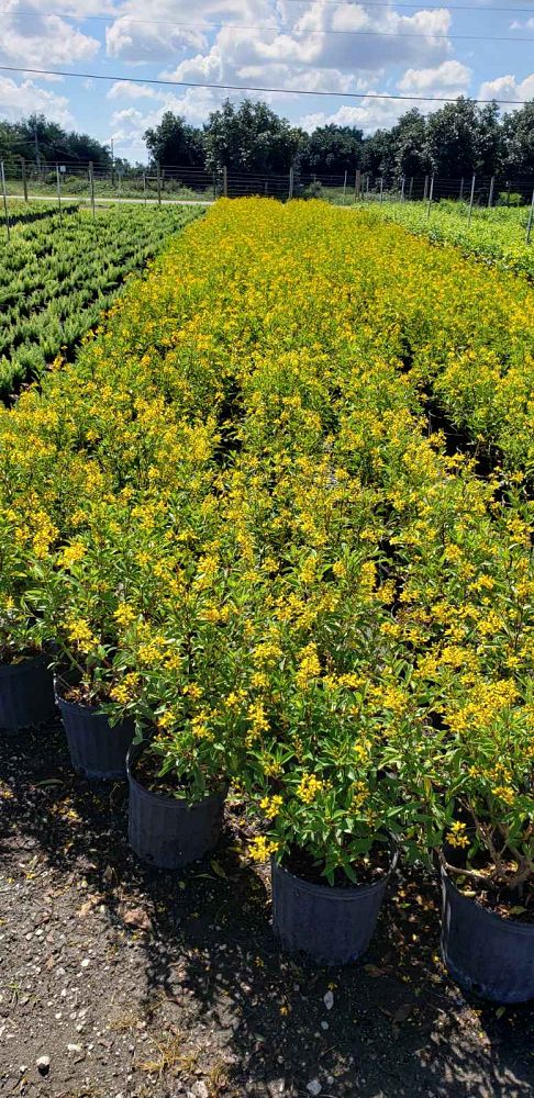 galphimia-glauca-gold-shower-galphimia-gracilis-shower-of-gold-golden-thryallis-thryallis-glauca