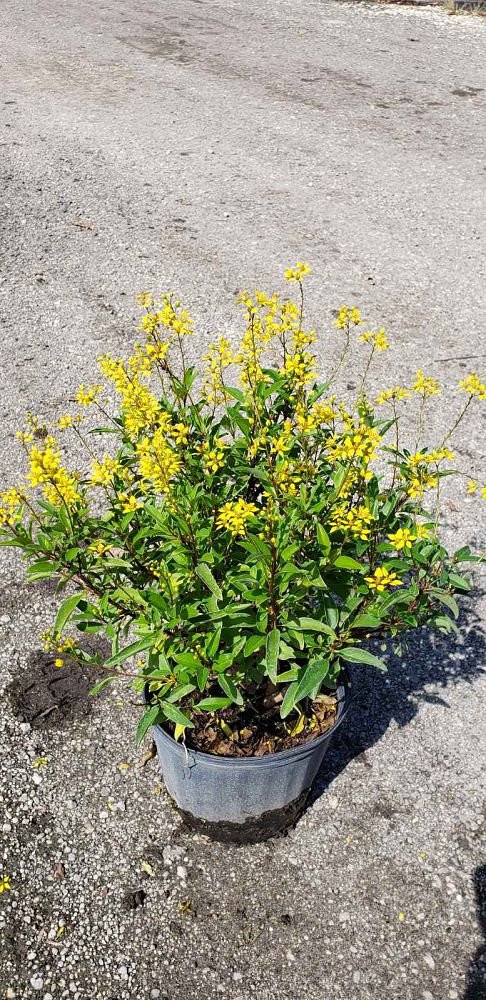 galphimia-glauca-gold-shower-galphimia-gracilis-shower-of-gold-golden-thryallis-thryallis-glauca