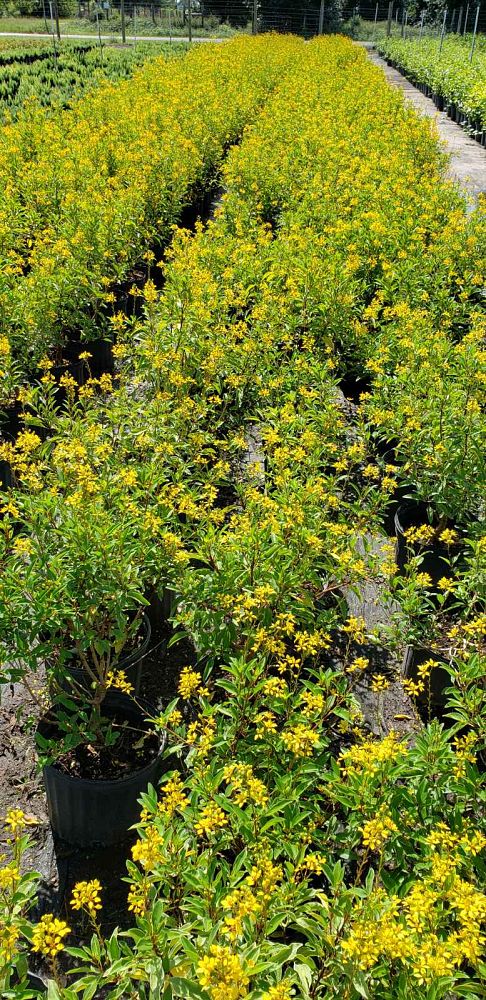 galphimia-glauca-gold-shower-galphimia-gracilis-shower-of-gold-golden-thryallis-thryallis-glauca