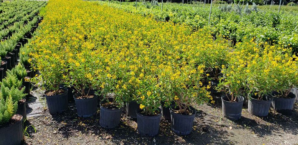 galphimia-glauca-gold-shower-galphimia-gracilis-shower-of-gold-golden-thryallis-thryallis-glauca