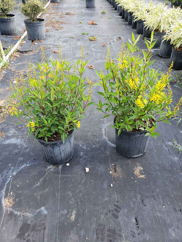 galphimia-glauca-gold-shower-galphimia-gracilis-shower-of-gold-golden-thryallis-thryallis-glauca