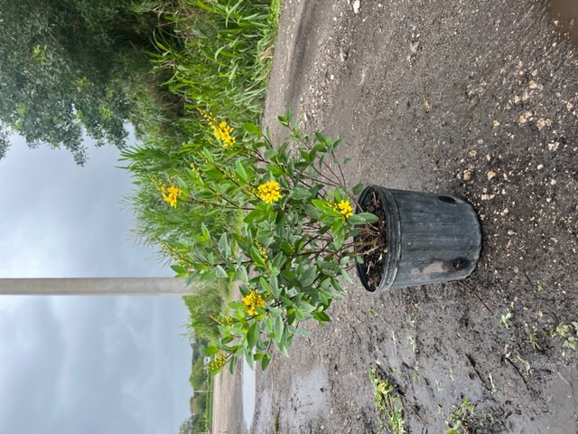 galphimia-glauca-gold-shower-galphimia-gracilis-shower-of-gold-golden-thryallis-thryallis-glauca