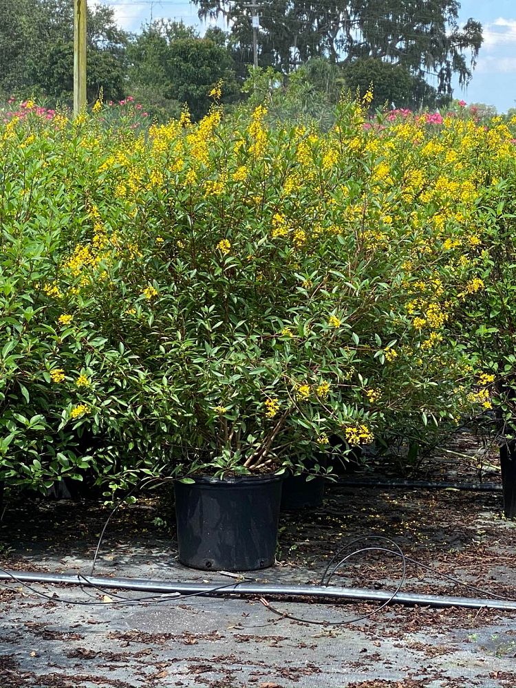 galphimia-glauca-gold-shower-galphimia-gracilis-shower-of-gold-golden-thryallis-thryallis-glauca