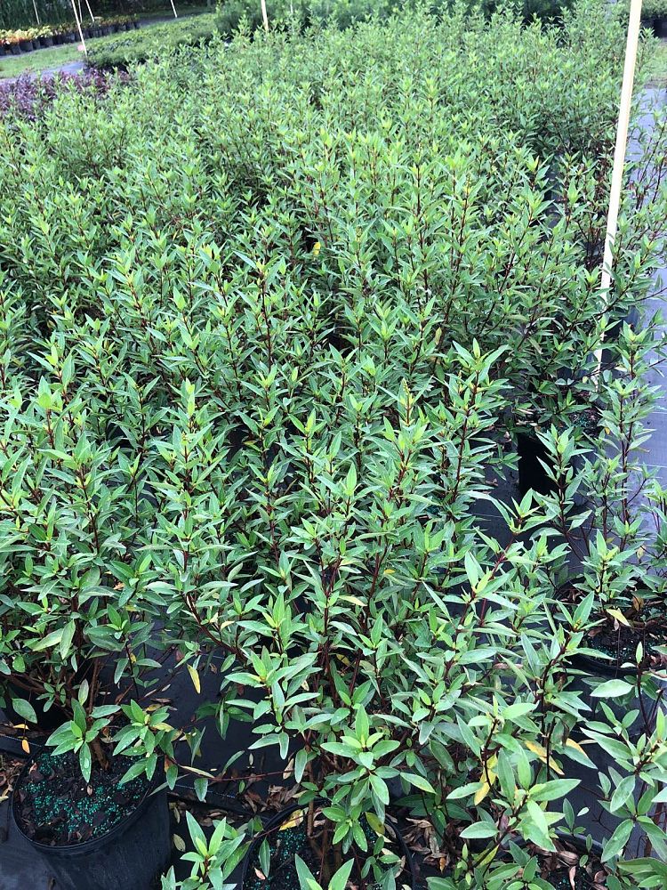 galphimia-glauca-gold-shower-galphimia-gracilis-shower-of-gold-golden-thryallis-thryallis-glauca