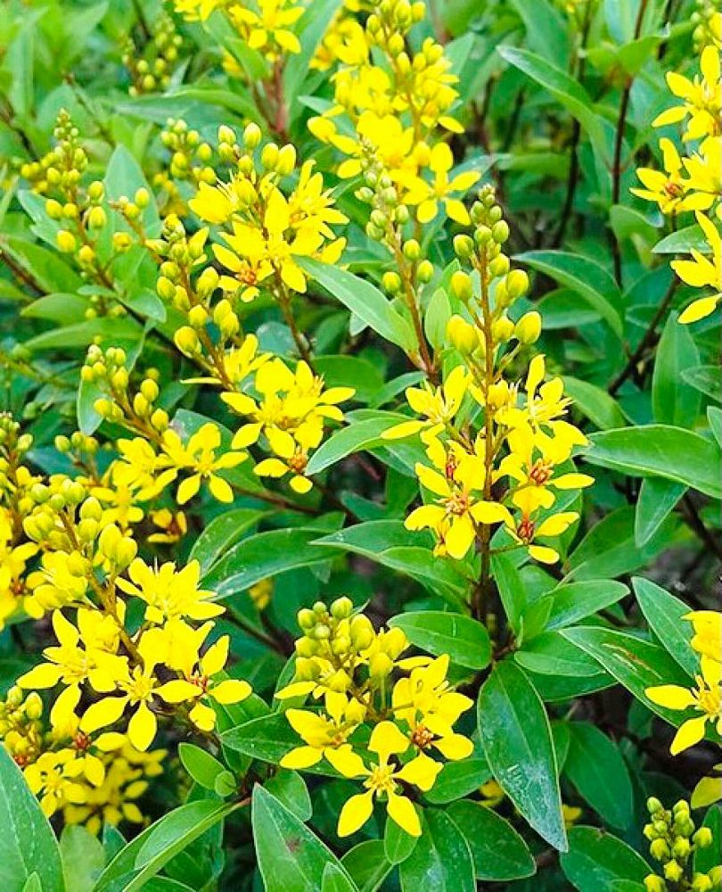galphimia-glauca-gold-shower-galphimia-gracilis-shower-of-gold-golden-thryallis-thryallis-glauca