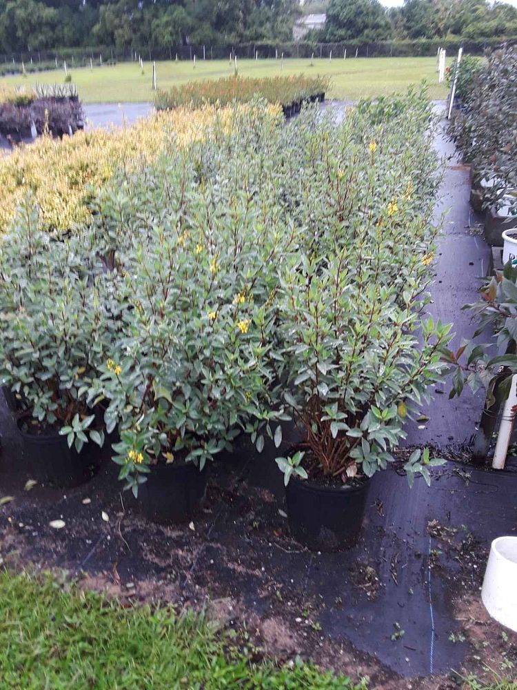 galphimia-glauca-gold-shower-galphimia-gracilis-shower-of-gold-golden-thryallis-thryallis-glauca