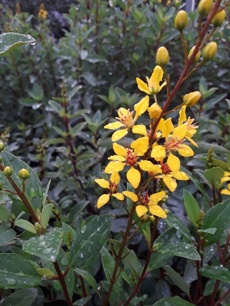galphimia-glauca-gold-shower-galphimia-gracilis-shower-of-gold-golden-thryallis-thryallis-glauca