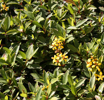 galphimia-glauca-gold-shower-galphimia-gracilis-shower-of-gold-golden-thryallis-thryallis-glauca