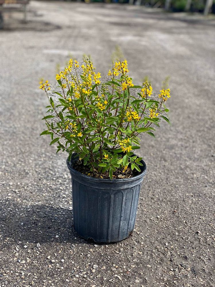 galphimia-glauca-gold-shower-galphimia-gracilis-shower-of-gold-golden-thryallis-thryallis-glauca