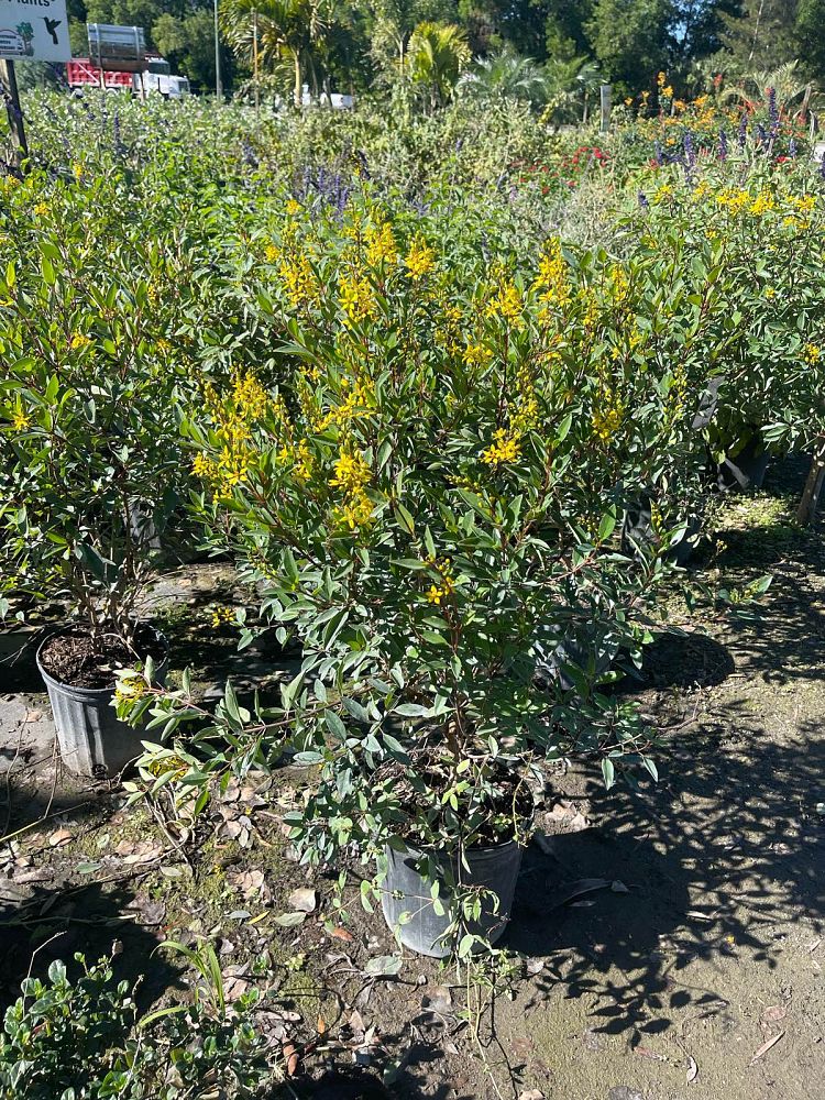 galphimia-glauca-gold-shower-galphimia-gracilis-shower-of-gold-golden-thryallis-thryallis-glauca